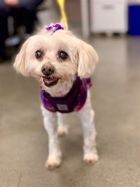 Emerald city pet rescue - We have recently moved our adoption center! We are now located at 20 S Idaho Street, Seattle Wa 98134. Emerald City Pet Rescue is an appointment-only organization. Please check out our "Adoption Process" page under the "Our Animals" tab for full details! 